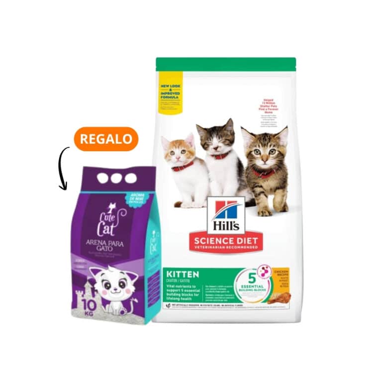 Hills SD Kitten Gatitos