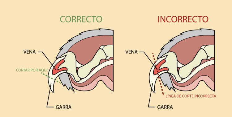 CORTA UÑAS