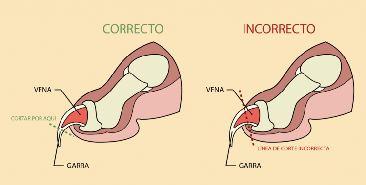 Cortauñas Trixie